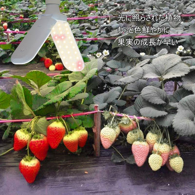 इनडोर पौधों के विकास के लिए पूर्ण स्पेक्ट्रम + 660nm और IP68 वाटरप्रूफ के साथ कॉम्पैक्ट एलईडी ग्रो लाइट